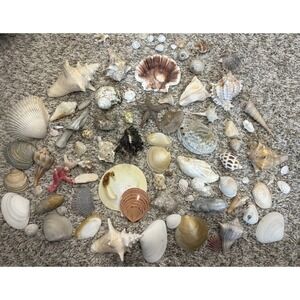 Seashell Lot Variety Mixed Shells Seahorse Coral Small/Medium Beach Decor Crafts